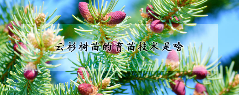 雲杉樹苗的育苗技術是啥