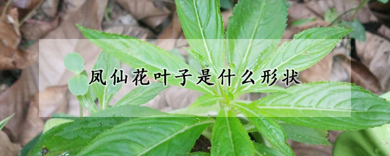 鳳仙花葉子是什麼形狀
