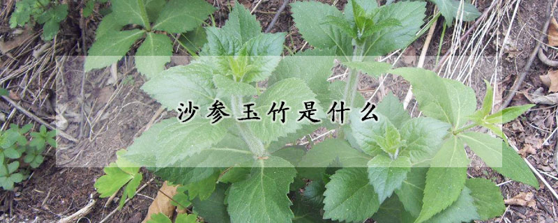 沙參玉竹是什麼