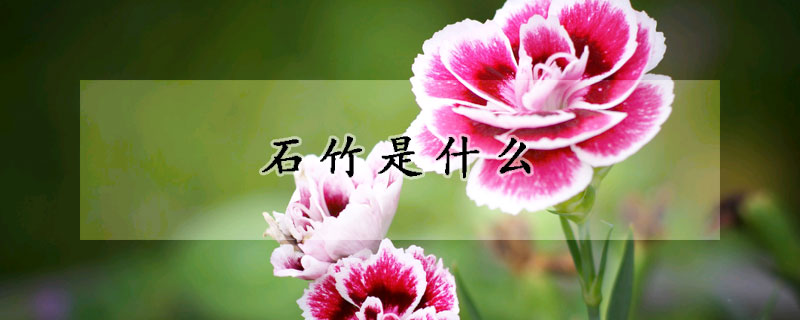 石竹是什麼