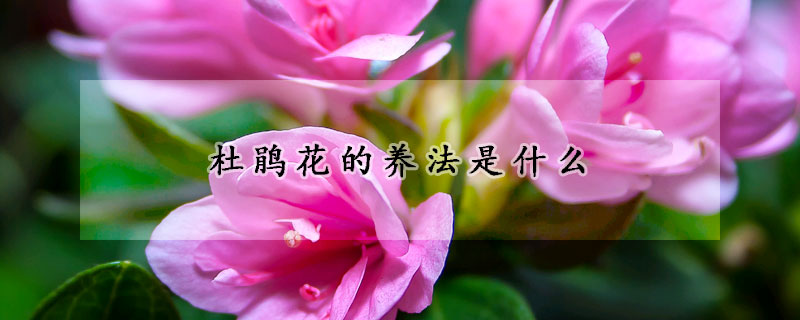 杜鵑花的養法是什麼