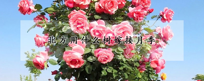 北方用什麼樹嫁接月季