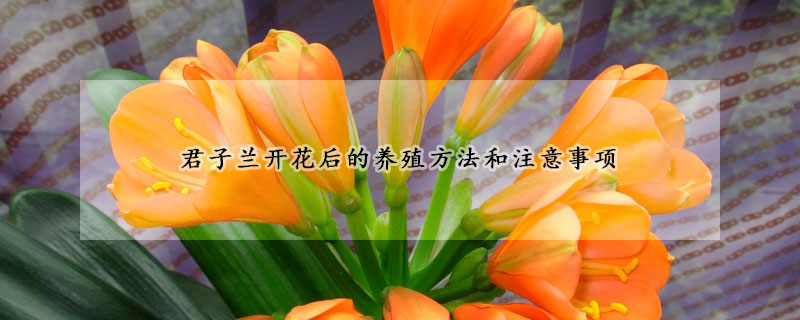 君子蘭開花後的養殖方法和注意事項