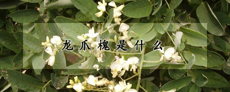 龍爪槐是什麼