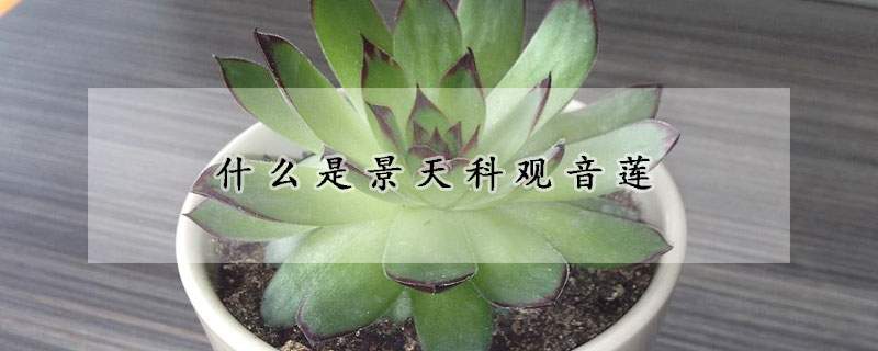 什麼是景天科觀音蓮