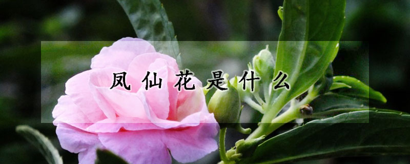 鳳仙花是什麼