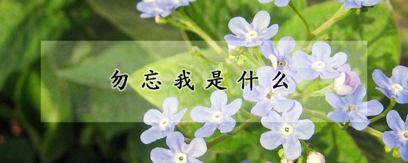 勿忘我是什麼