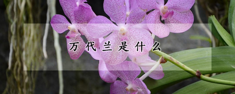 萬代蘭是什麼