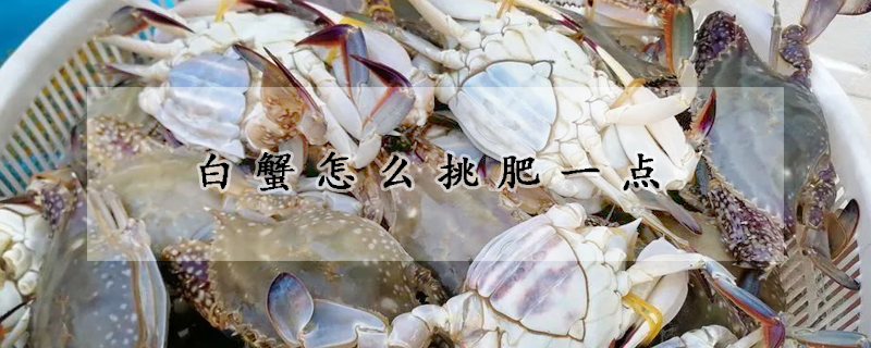 白蟹怎麼挑肥一點