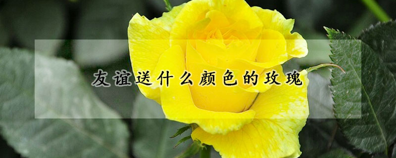 友誼送什麼顏色的玫瑰