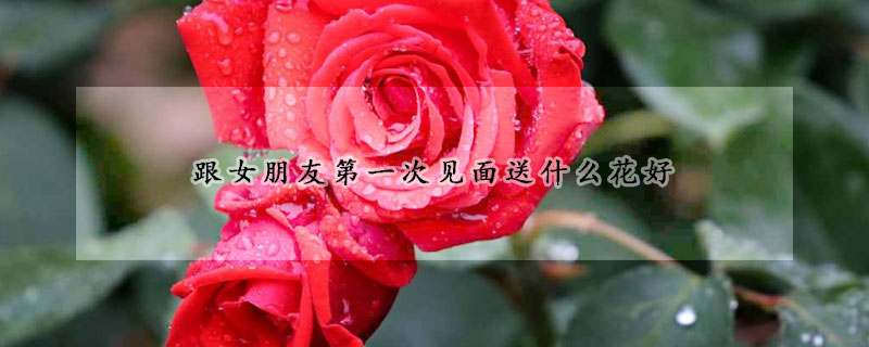 跟女朋友第一次見麵送什麼花好
