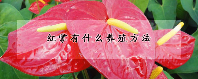 紅掌有什麼養殖方法