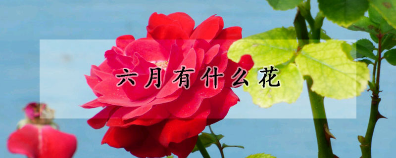 六月有什麼花