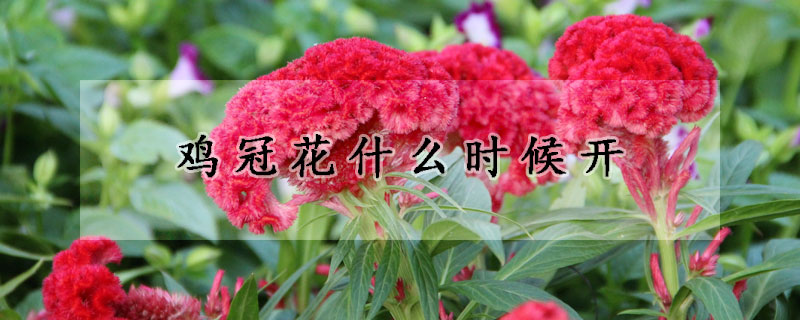雞冠花什麼時候開