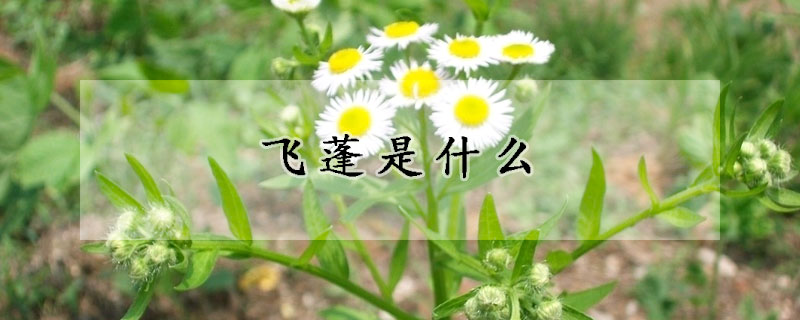 飛蓬是什麼