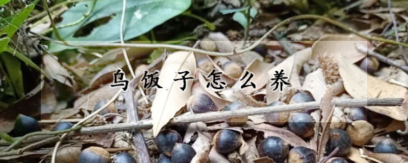 烏飯子怎麼養