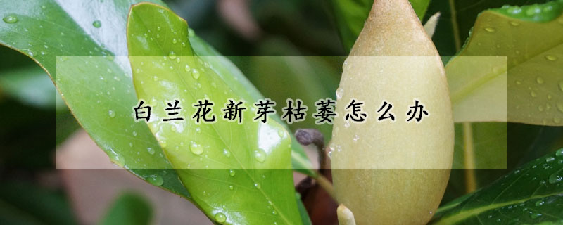 白蘭花新芽枯萎怎麼辦