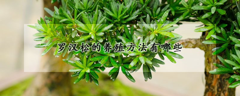 羅漢鬆的養殖方法有哪些
