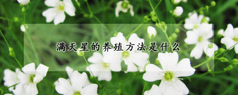 滿天星的養殖方法是什麼