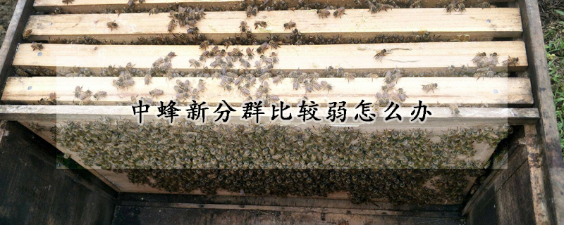 中蜂新分群比較弱怎麼辦