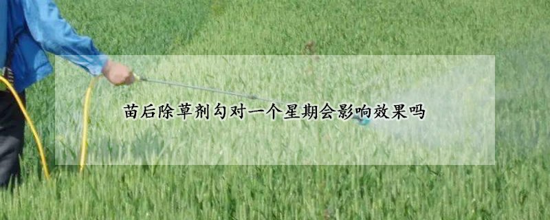 苗後除草劑勾對一個星期會影響效果嗎