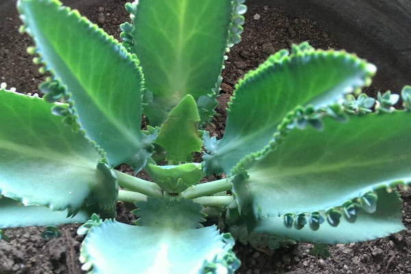 最容易養的植物 簡單好養的植物