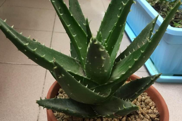 最容易養的植物 簡單好養的植物