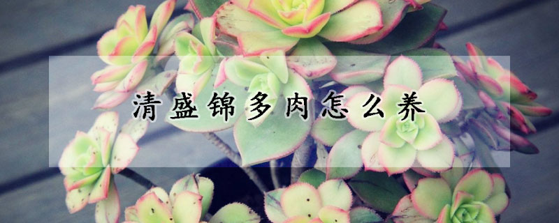 清盛錦多肉怎麼養