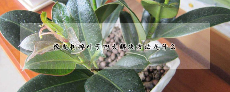 橡皮樹掉葉子四大解決方法是什麼