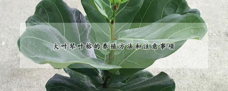 大葉琴葉榕的養殖方法和注意事項