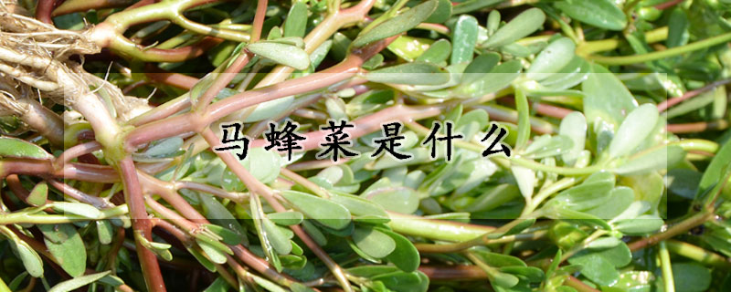 馬蜂菜是什麼