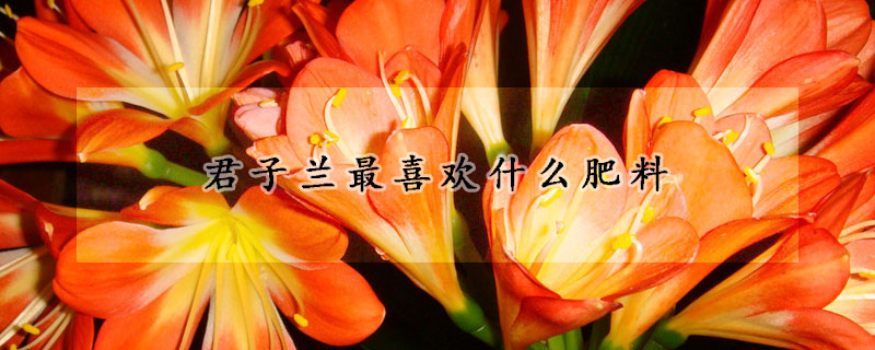 君子蘭最喜歡什麼肥料
