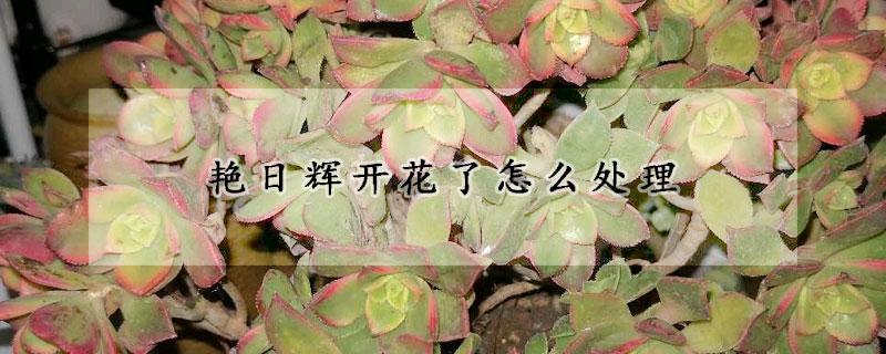 豔日輝開花了怎麼處理
