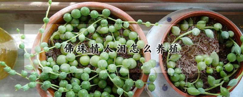 佛珠情人淚怎麼養殖