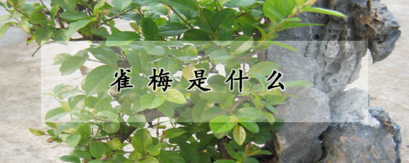 雀梅是什麼