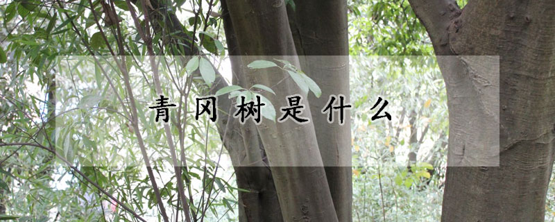 青岡樹是什麼
