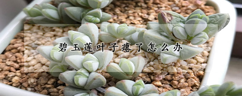 碧玉蓮葉子癟了怎麼辦