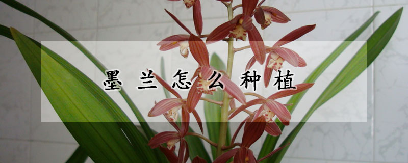 墨蘭怎麼種植
