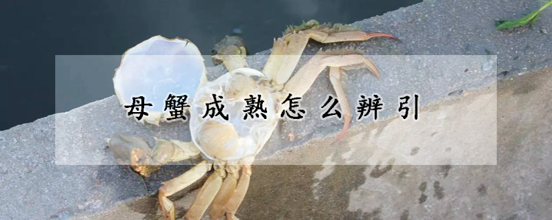 母蟹成熟怎麼辨引