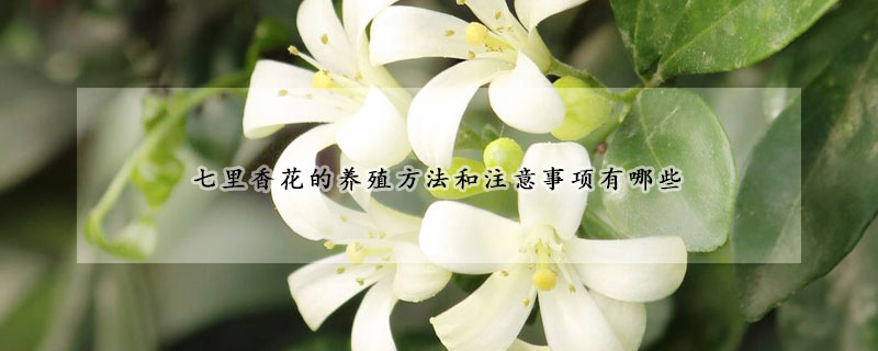 七裏香花的養殖方法和注意事項有哪些