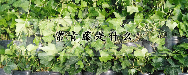 常青藤是什麼