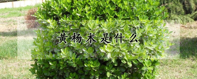 黃楊木是什麼