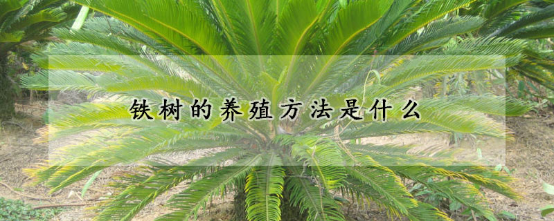 鐵樹的養殖方法是什麼