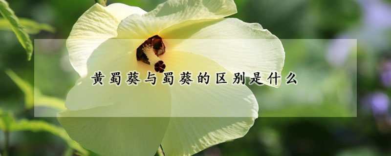 黃蜀葵與蜀葵的區別是什麼