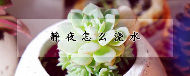靜夜怎麼澆水