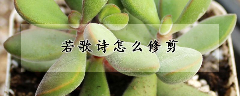 若歌詩怎麼修剪