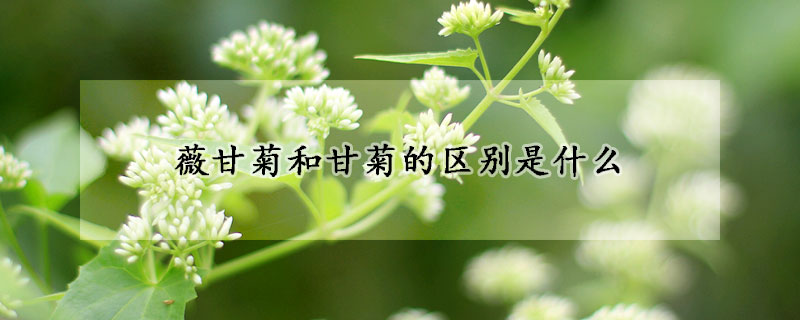 薇甘菊和甘菊的區別是什麼