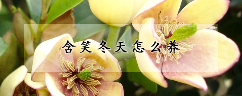 含笑冬天怎麼養