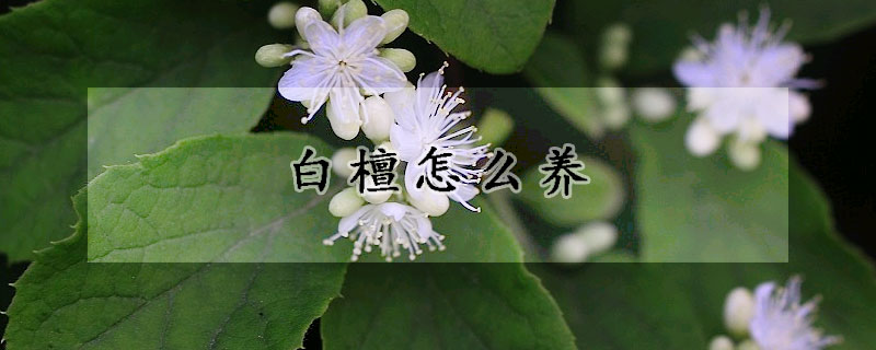 白檀怎麼養