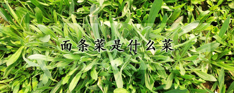 麵條菜是什麼菜